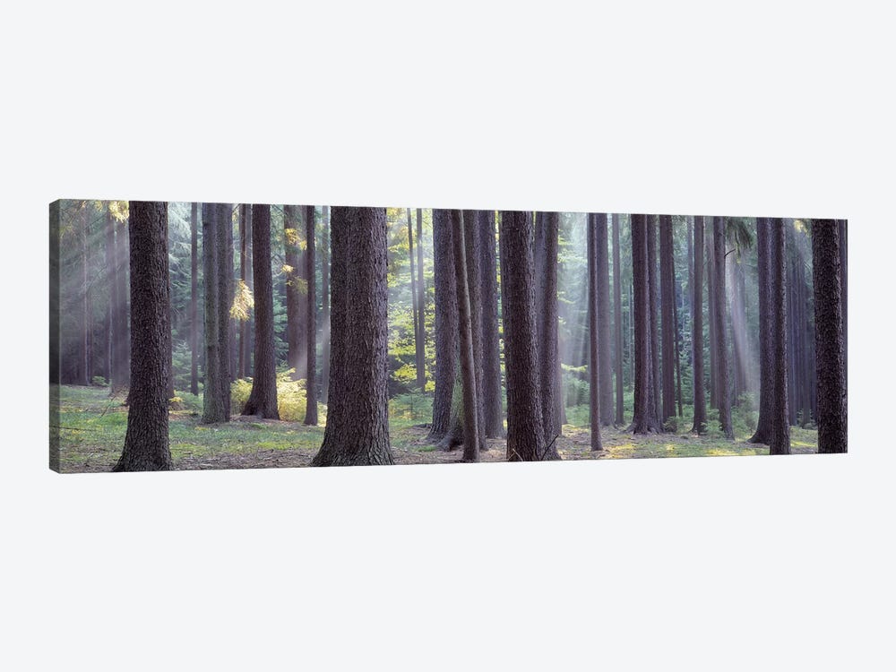 Trees in the forest, South Bohemia, Czech Republic #2 by Panoramic Images 1-piece Canvas Art Print
