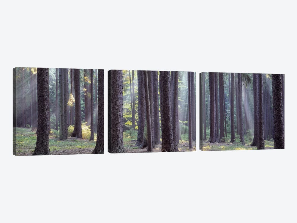 Trees in the forest, South Bohemia, Czech Republic #2 by Panoramic Images 3-piece Canvas Art Print