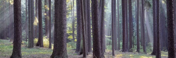 Czech Republic: Trees in the forest, South Bohemia, Czech Republic #2 by Panoramic Images