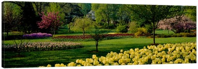Tulip flowers in a garden, Sherwood Gardens, Baltimore, Maryland, USA Canvas Art Print - Tulip Art