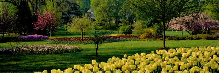 Tulip flowers in a garden, Sherwood Gardens, Baltimore, Maryland, USA