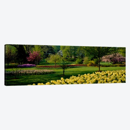 Tulip flowers in a garden, Sherwood Gardens, Baltimore, Maryland, USA Canvas Print #PIM534} by Panoramic Images Art Print
