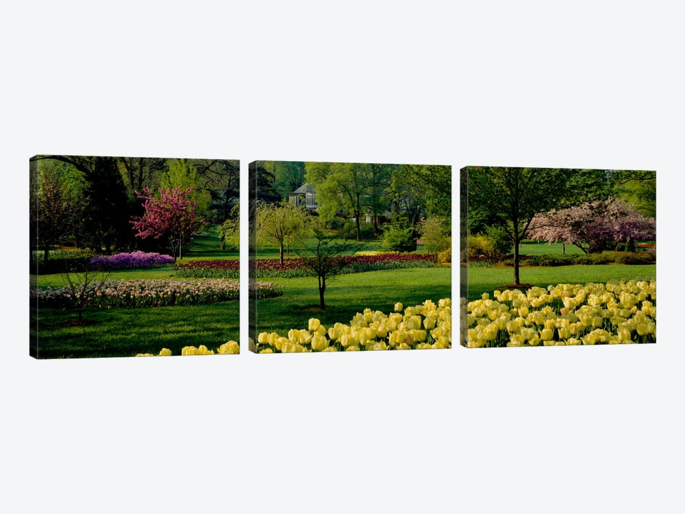Tulip flowers in a garden, Sherwood Gardens, Baltimore, Maryland, USA by Panoramic Images 3-piece Canvas Print