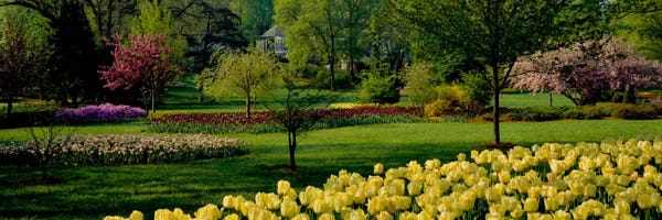 Tulip flowers in a garden, Sherwood Gardens, Baltimore, Maryland, USA