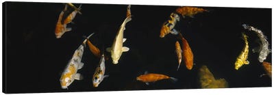 Close-up of a school of fish in an aquarium, Japanese Koi Fish, Capitol Aquarium, Sacramento, California, USA Canvas Art Print - Sacramento