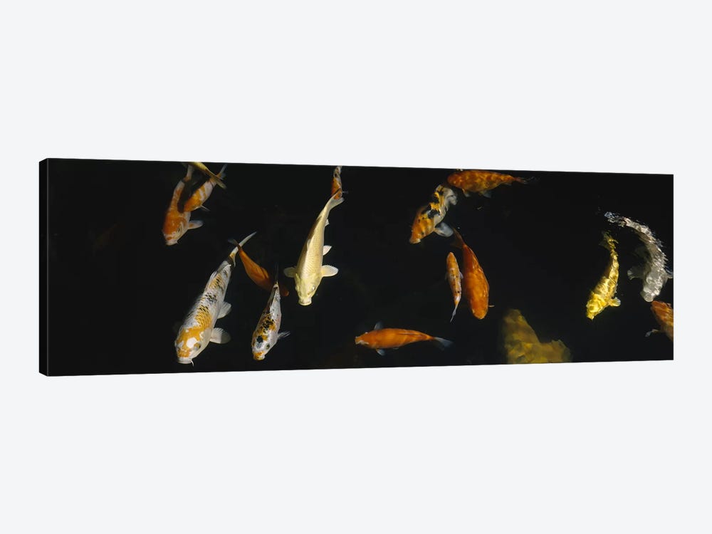 Close-up of a school of fish in an aquarium, Japanese Koi Fish, Capitol Aquarium, Sacramento, California, USA by Panoramic Images 1-piece Canvas Art