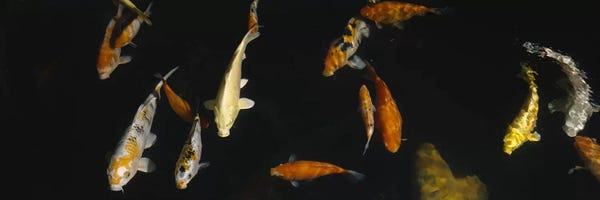 Koi: Close-up of a school of fish in an aquarium, Japanese Koi Fish, Capitol Aquarium, Sacramento, California, USA by Panoramic Images