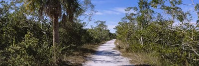 Dirt road passing through a forest, Indigo Trail, J.N. Ding Darling National Wildlife Refuge, Sanibel Island, Florida, USA by Panoramic Images multi panel art