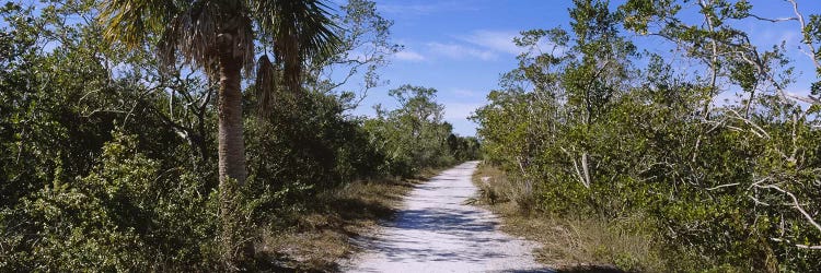 Dirt road passing through a forest, Indigo Trail, J.N. Ding Darling National Wildlife Refuge, Sanibel Island, Florida, USA