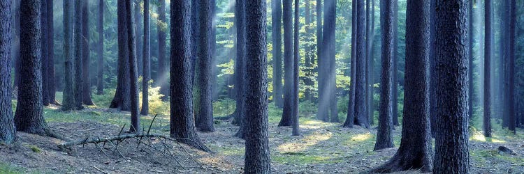 Trees in a forest, South Bohemia, Czech Republic