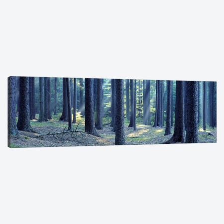 Trees in a forest, South Bohemia, Czech Republic Canvas Print #PIM5370} by Panoramic Images Canvas Artwork