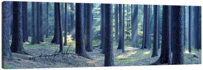 Trees in a forest, South Bohemia, Czech Republic Canvas Art Print - Forest Art