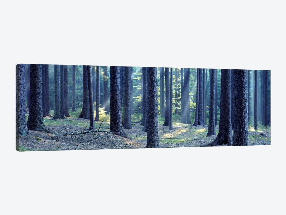 Trees in a forest, South Bohemia, Czech Republic by Panoramic Images 1-piece Canvas Print