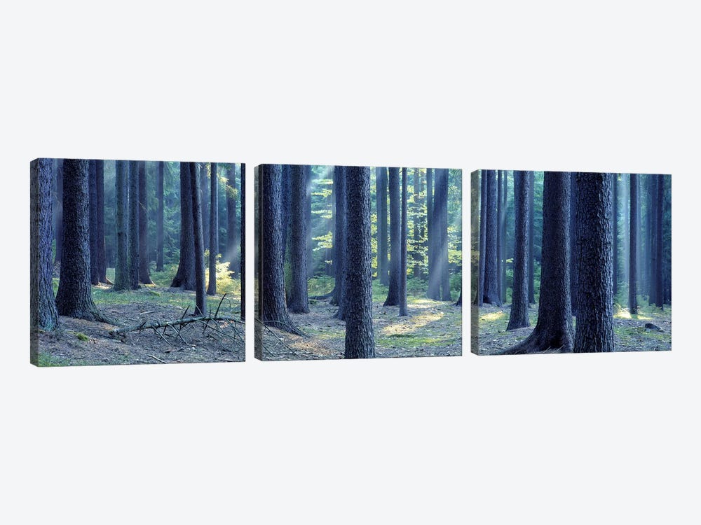 Trees in a forest, South Bohemia, Czech Republic by Panoramic Images 3-piece Art Print