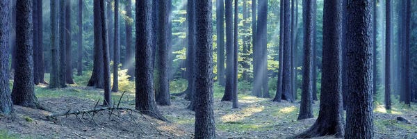 Czech Republic: Trees in a forest, South Bohemia, Czech Republic by Panoramic Images