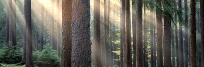 Sunny Forest Landscape, South Bohemia, Czech Republic by Panoramic Images canvas print
