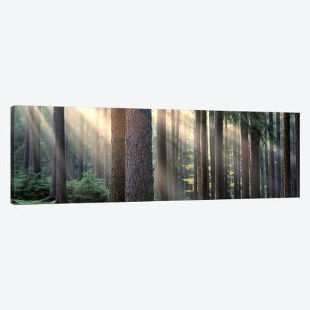 Sunny Forest Landscape, South Bohemia, Czech Republic Canvas Print #PIM5371} by Panoramic Images Canvas Wall Art