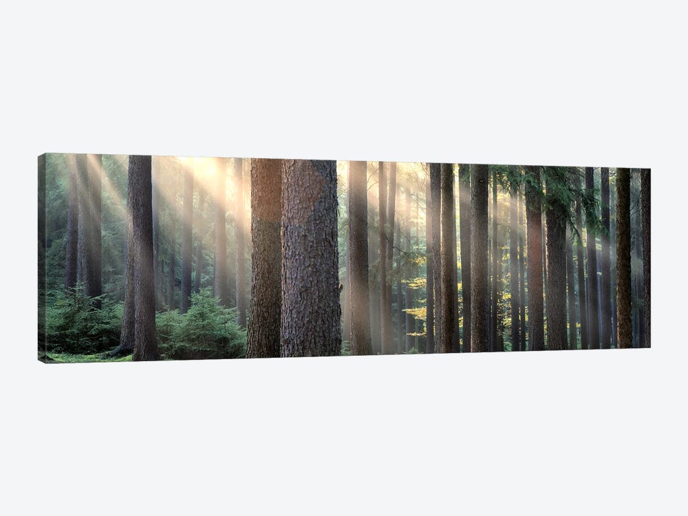 Sunny Forest Landscape, South Bohemia, Czech Republic by Panoramic Images 1-piece Canvas Art