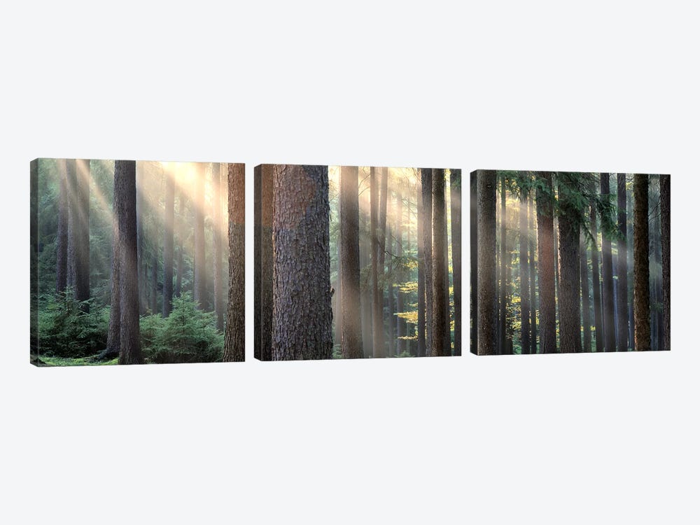 Sunny Forest Landscape, South Bohemia, Czech Republic by Panoramic Images 3-piece Canvas Artwork