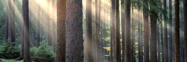 Sunny Forest Landscape, South Bohemia, Czech Republic