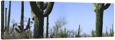 Mid section view of cactus, Saguaro National Park, Tucson, Arizona, USA Canvas Art Print - Cactus Art