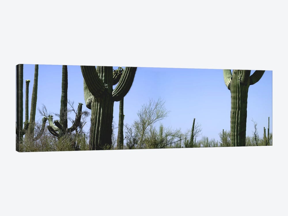 Mid section view of cactus, Saguaro National Park, Tucson, Arizona, USA by Panoramic Images 1-piece Art Print