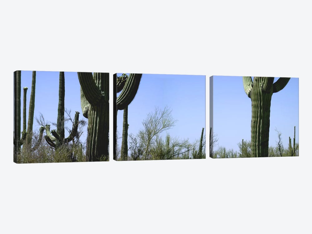 Mid section view of cactus, Saguaro National Park, Tucson, Arizona, USA by Panoramic Images 3-piece Canvas Art Print