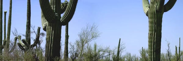 Tucson: Mid section view of cactus, Saguaro National Park, Tucson, Arizona, USA by Panoramic Images