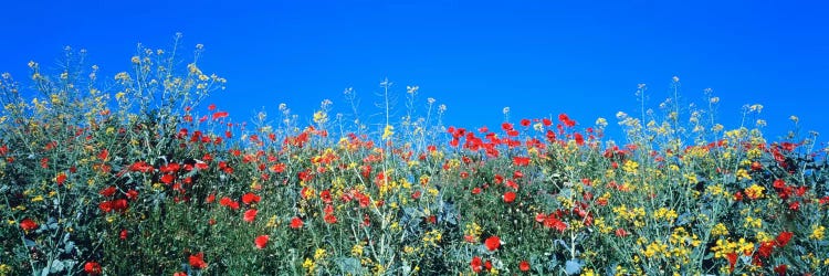 Poppy field Tableland N Germany