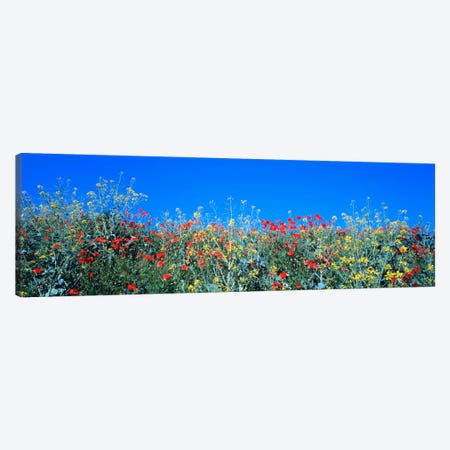 Poppy field Tableland N Germany Canvas Print #PIM542} by Panoramic Images Canvas Art Print