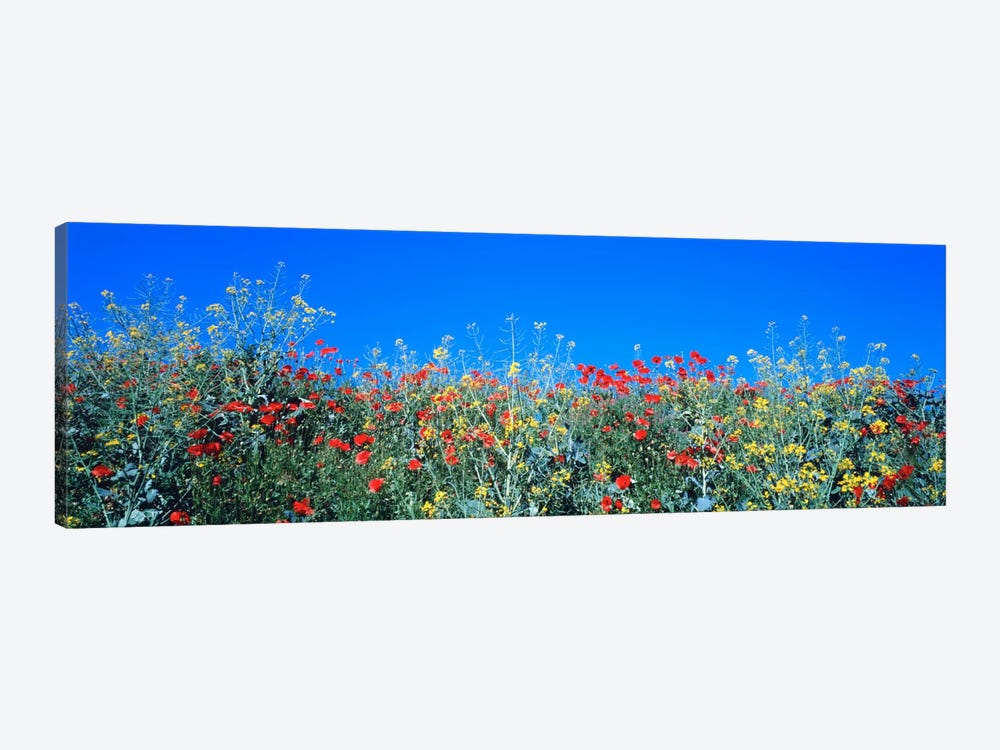 Poppy field Tableland N Germany by Panoramic Images 1-piece Canvas Art