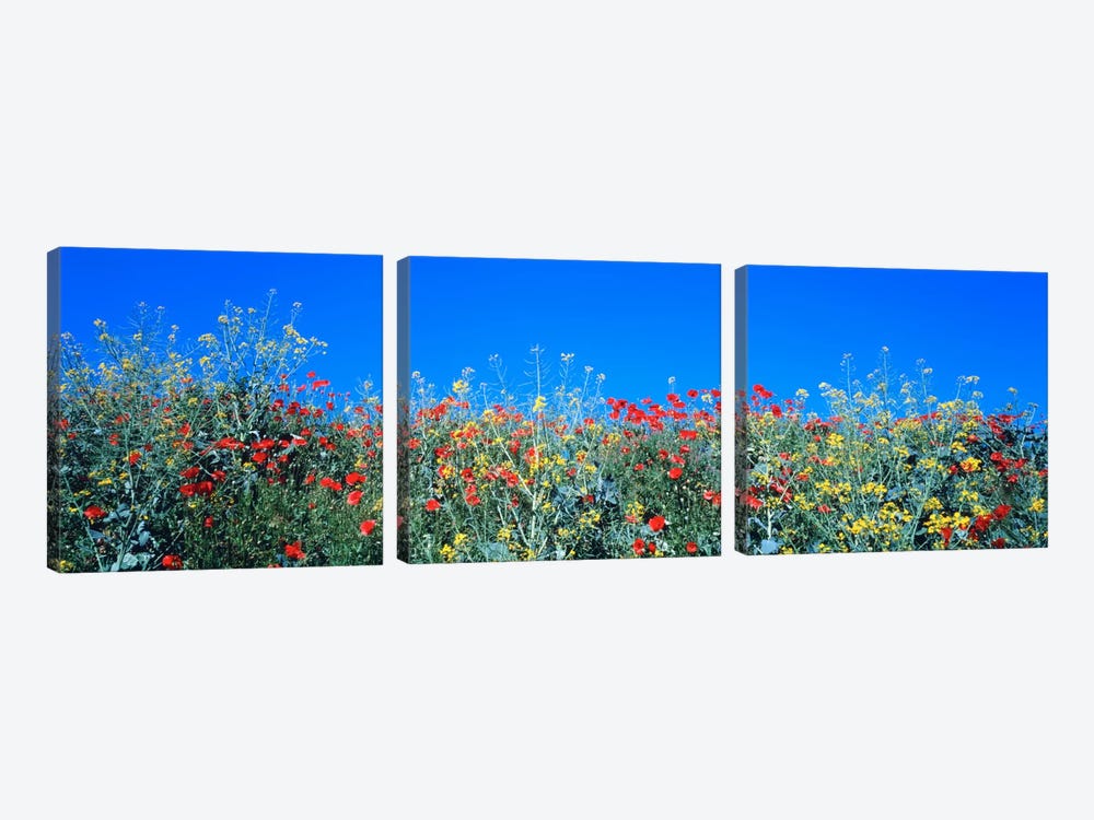 Poppy field Tableland N Germany by Panoramic Images 3-piece Canvas Art