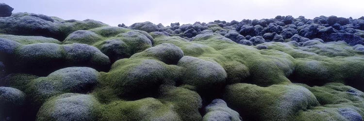 Close-Up Of Moss-Covered Lava Rocks, Iceland