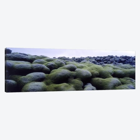 Close-Up Of Moss-Covered Lava Rocks, Iceland Canvas Print #PIM5445} by Panoramic Images Canvas Print