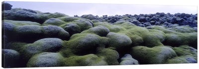 Close-Up Of Moss-Covered Lava Rocks, Iceland Canvas Art Print - Iceland Art