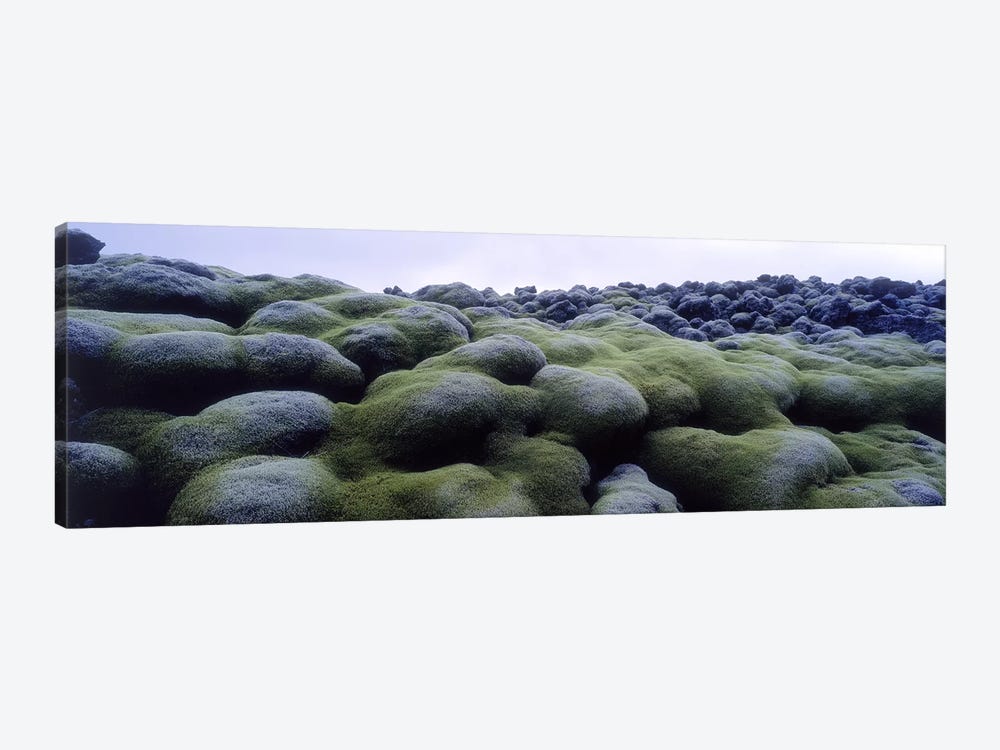 Close-Up Of Moss-Covered Lava Rocks, Iceland by Panoramic Images 1-piece Canvas Wall Art