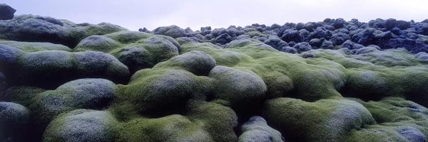 Moss: Close-Up Of Moss-Covered Lava Rocks, Iceland by Panoramic Images