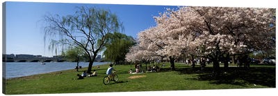 Group of people in a garden, Cherry Blossom, Washington DC, USA Canvas Art Print - Washington D.C. Art