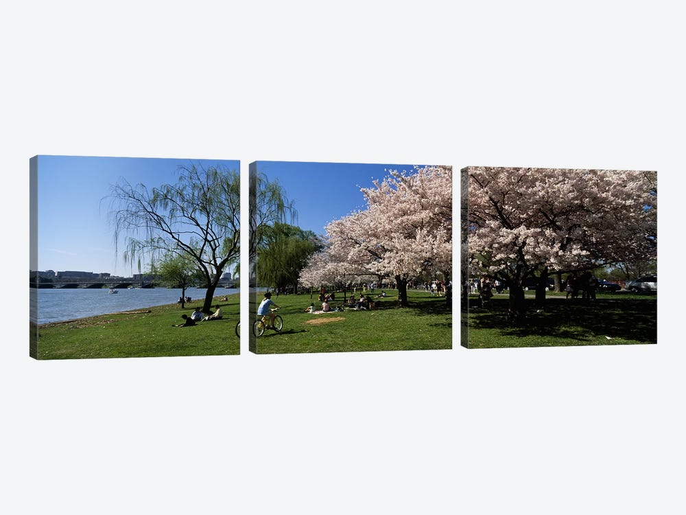 Group of people in a garden, Cherry Blossom, Washington DC, USA by Panoramic Images 3-piece Canvas Art Print
