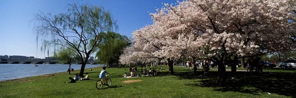 Cherry Trees: Group of people in a garden, Cherry Blossom, Washington DC, USA by Panoramic Images
