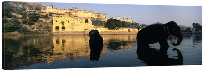 Silhouette of two elephants in a river, Amber Fort, Jaipur, Rajasthan, India Canvas Art Print - Asia Art