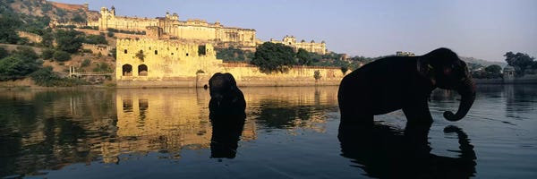 India: Silhouette of two elephants in a river, Amber Fort, Jaipur, Rajasthan, India by Panoramic Images