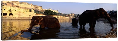 Three elephants in the river, Amber Fort, Jaipur, Rajasthan, India Canvas Art Print - India Art