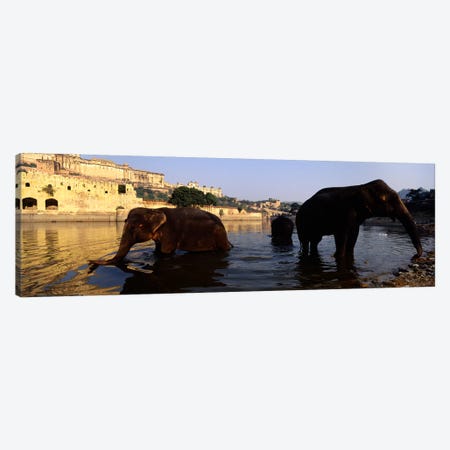Three elephants in the river, Amber Fort, Jaipur, Rajasthan, India Canvas Print #PIM5469} by Panoramic Images Canvas Artwork