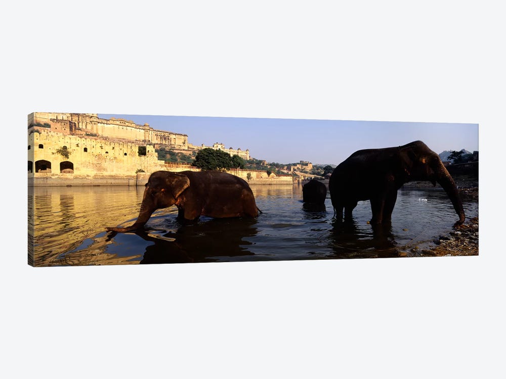 Three elephants in the river, Amber Fort, Jaipur, Rajasthan, India by Panoramic Images 1-piece Canvas Art