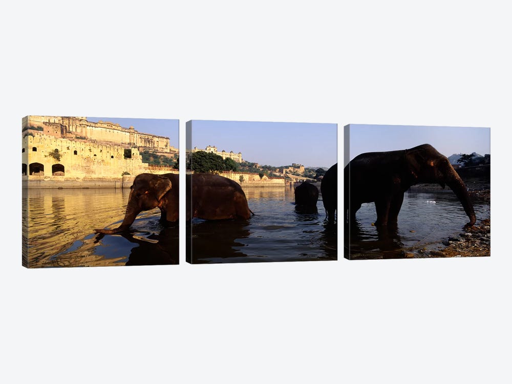 Three elephants in the river, Amber Fort, Jaipur, Rajasthan, India by Panoramic Images 3-piece Canvas Wall Art