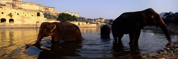 Rajasthan: Three elephants in the river, Amber Fort, Jaipur, Rajasthan, India by Panoramic Images