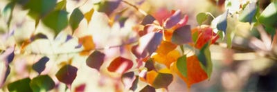 Chinese Tallow Leaves by Panoramic Images multi panel art