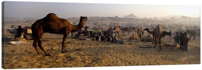 Camels in a fair, Pushkar Camel Fair, Pushkar, Rajasthan, India Canvas Art Print - India Art