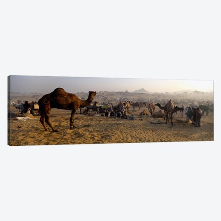 Camels in a fair, Pushkar Camel Fair, Pushkar, Rajasthan, India Canvas Print #PIM5474} by Panoramic Images Canvas Art